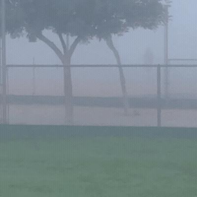 A Foggy Day At A Baseball Field With A Tree In The Background GIF