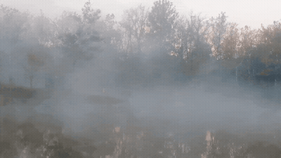 A Foggy Forest With Trees And A River In The Foreground GIF