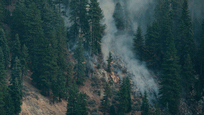 A Forest With A Lot Of Trees And Smoke GIF