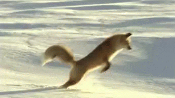 A Fox Is Jumping Over A Snowy Field . GIF