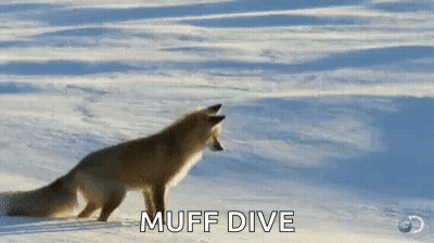 A Fox Is Standing In The Snow With The Words Muff Dive Behind It GIF