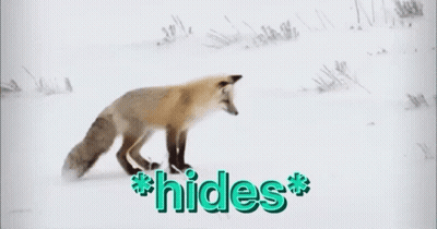A Fox Is Walking Through The Snow With The Words * Hides * Behind It GIF