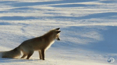 A Fox Standing In The Snow With A Discovery Channel Logo In The Background . GIF