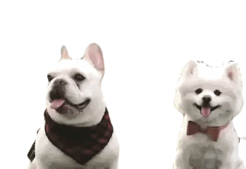 A French Bulldog And A White Dog Are Standing Next To Each Other On A White Background Sticker