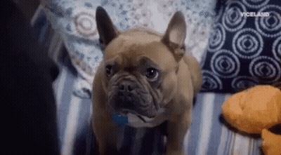 A French Bulldog Is Sitting On A Bed Next To A Stuffed Animal And Pillows . GIF
