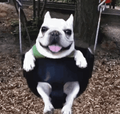 A French Bulldog Is Sitting On A Tire Swing With Its Tongue Out . GIF