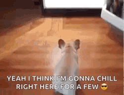 A French Bulldog Is Sitting On A Wooden Floor In Front Of A Tv . GIF