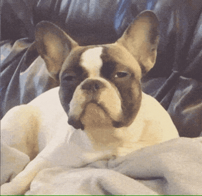 A French Bulldog Laying On A Couch With His Eyes Closed GIF