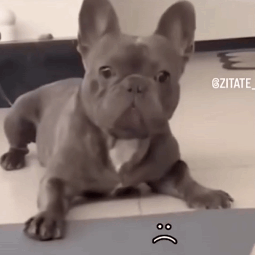 A French Bulldog Laying On A Table With A Sad Face On It GIF