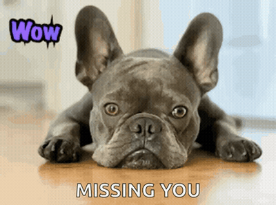 A French Bulldog Laying On A Wooden Floor With The Words Wow Missing You Behind It GIF