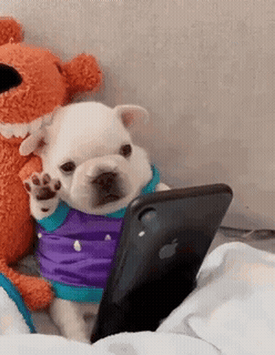 A French Bulldog Puppy Is Looking At A Cell Phone While Wearing A Purple Shirt . GIF