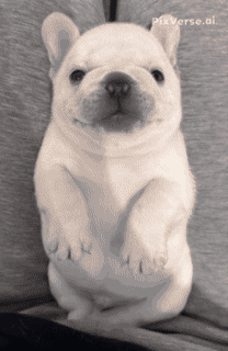 A French Bulldog Puppy Is Sitting On Its Hind Legs On A Grey Couch GIF