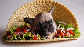 A French Bulldog Puppy Is Sleeping On A Taco With Lettuce Tomatoes And Cheese GIF
