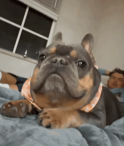 A French Bulldog Wearing A Pink Scarf Is Laying On A Bed Looking At The Camera GIF