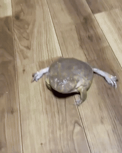 A Frog Is Crawling On A Wooden Floor And Looking At The Camera GIF