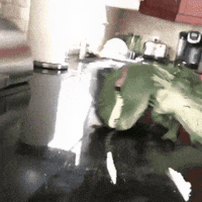 A Frog Is Laying On A Counter In A Kitchen .. GIF