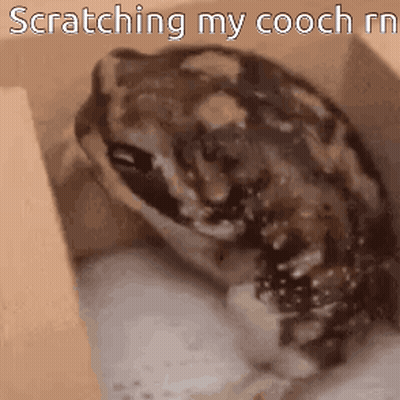 A Frog Is Sitting In A Cardboard Box With The Words Scratching My Cooch Rn Written Above It . GIF