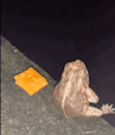 A Frog Is Sitting Next To A Piece Of Cheese On A Concrete Surface . GIF