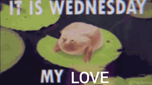 A Frog Is Sitting On A Lily Pad With The Words `` It Is Wednesday My Love '' . GIF