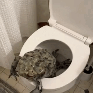 A Frog Is Sitting On A Toilet Seat . GIF