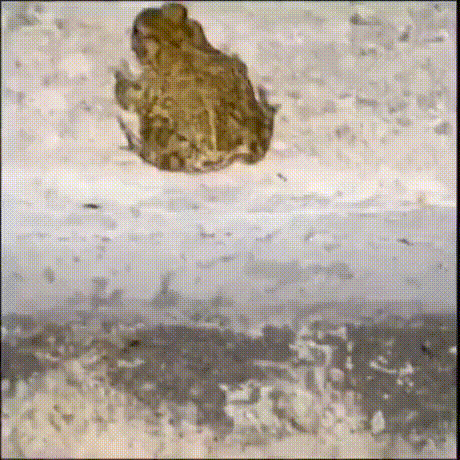 A Frog Is Sitting On A Wall And Looking At Something GIF