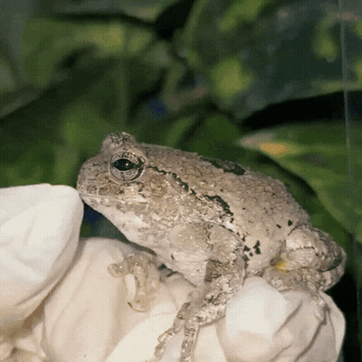 A Frog Is Sitting On A White Flower And Looking At The Camera GIF