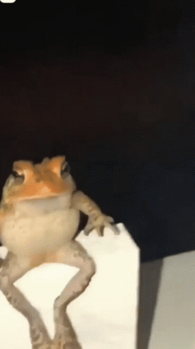 A Frog Is Sitting On Top Of A White Box In The Dark . GIF