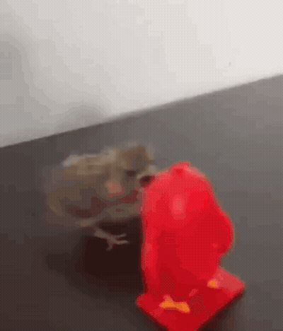 A Frog Is Standing Next To A Red Toy . GIF
