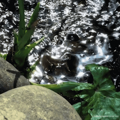 A Frog Is Swimming In A Pond With A Leaf In The Background GIF
