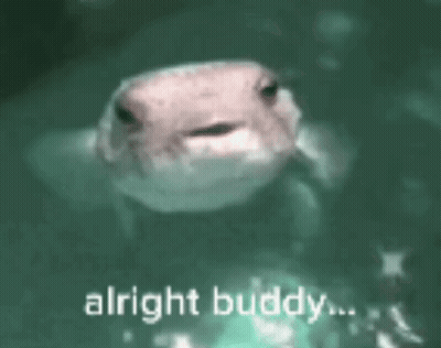A Frog Is Swimming In The Water With The Words `` Alright Buddy '' Written On The Bottom . GIF