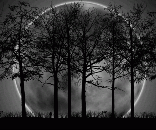 A Full Moon Behind A Row Of Trees GIF