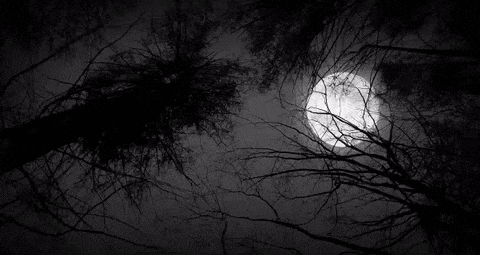 A Full Moon Shines Through The Branches Of Trees GIF