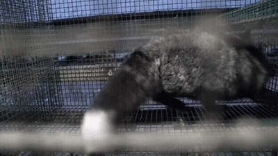 A Furry Animal In A Cage With A White Paw On The Bars GIF