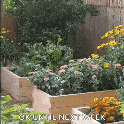 A Garden Filled With Lots Of Plants And Flowers With The Words `` Ok Until Next Week '' Written On The Bottom . GIF