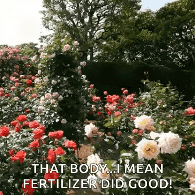 A Garden Filled With Lots Of Red And White Roses With The Words `` That Body ... I Mean Fertilizer Did Good '' . GIF