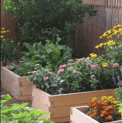 A Garden With Lots Of Flowers And Plants In Wooden Planters GIF
