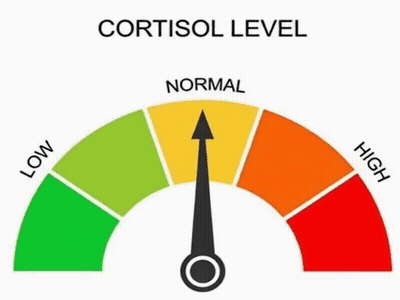A Gauge Showing The Level Of Cortisol In A Person 'S Body . GIF