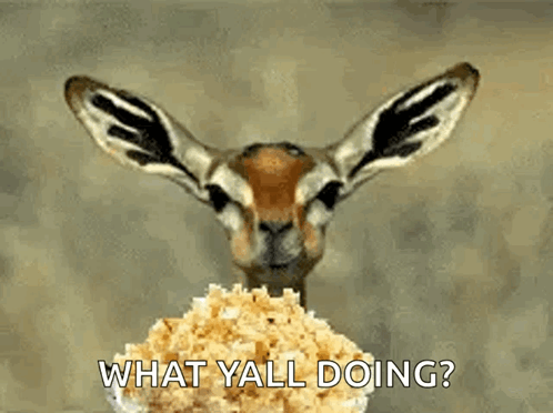 A Gazelle Eating A Pile Of Popcorn With The Words What Yall Doing Below It GIF