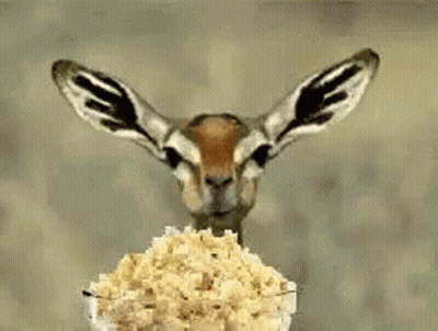 A Gazelle Is Eating A Bowl Of Popcorn And Looking At The Camera GIF