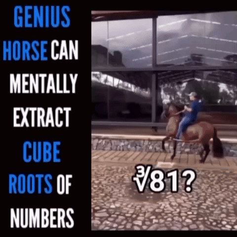 A Genius Horse Can Mentally Extract Cube Root Of Numbers GIF