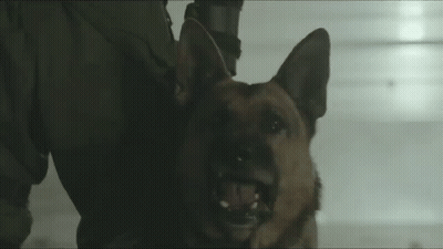 A German Shepherd Dog Is Being Held By A Person In A Dark Room With Its Mouth Open . GIF