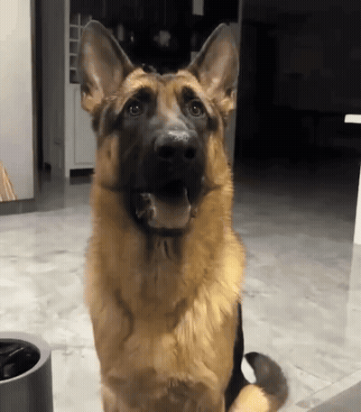 A German Shepherd Dog Is Looking Up At The Camera GIF