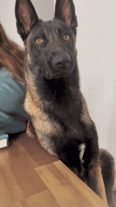 A German Shepherd Dog Laying On A Wooden Table Looking At The Camera GIF