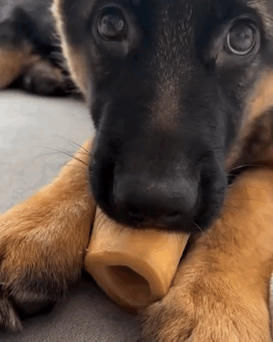 A German Shepherd Puppy Chews On A Bone GIF