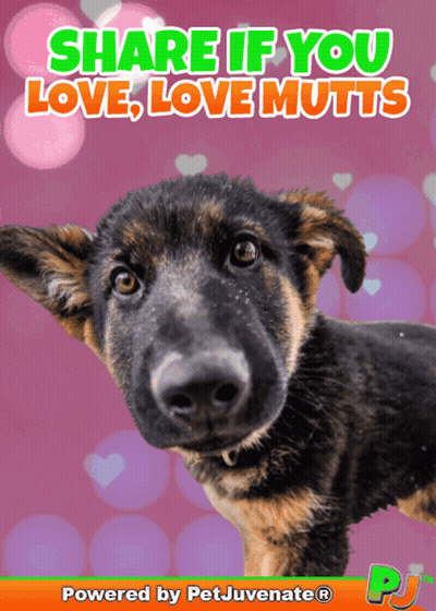 A German Shepherd Puppy Is On A Pink Background With The Words Share If You Love Love Mutts GIF