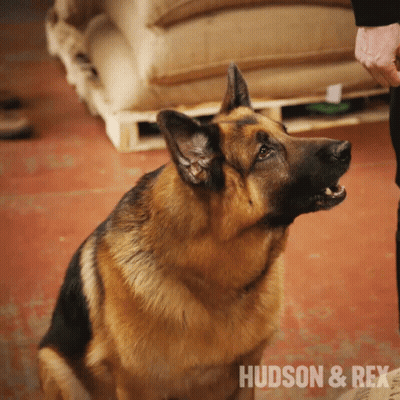 A German Shepherd Sitting Next To A Person With The Words Hudson & Rex On The Bottom Right GIF