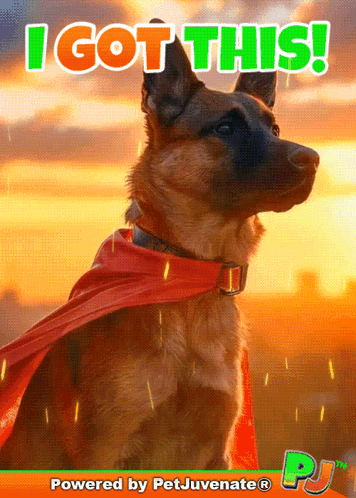 A German Shepherd Wearing A Red Cape With The Words I Got This Behind Him GIF