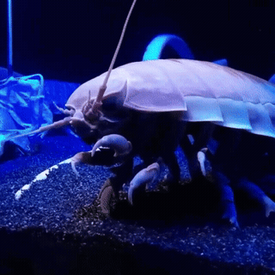 A Giant Worm Is Swimming In A Tank With A Blue Background . GIF