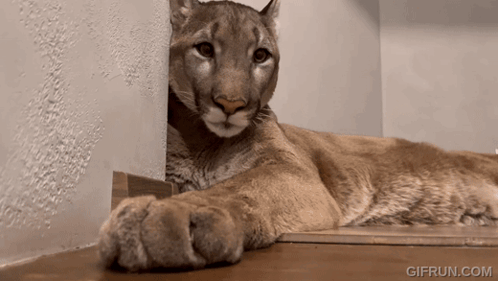 A Gif From Gifrun.com Shows A Cougar Laying On The Floor GIF