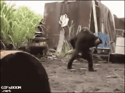 A Gif From Gifsboom.net Shows A Gorilla Standing In The Dirt GIF
